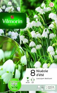 Leucojum Aestivum (x8)